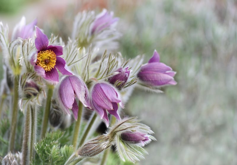 Beautiful flowers in a summer setting